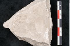 Foto (Detailansicht) von Dictyopteris brongniarti Gutb. (NHMW-GEO-2024-0188-10774)
